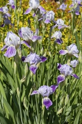 Iris. Summer purple flowers, lilac irises in garden. Purple flowers of iris. Bloom of fresh iris, irises blossom. Summer blossoming in garden. Beautiful june nature. Close up photo of violet irises