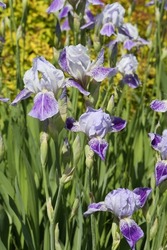 Iris. Summer purple flowers, lilac irises in garden. Purple flowers of iris. Bloom of fresh iris, irises blossom. Summer blossoming in garden. Beautiful june nature. Close up photo of violet irises