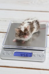 Mouse. Long haired bicolor splashed mouse on scales. Weight. Home animal, fun pet. Lovely mice on white background. Decorative satin mouse. Photo of mice, pet. Angora decorative white and grey mouse