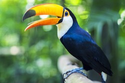 Exotic toucan bird in natural setting near Iguazu Falls in Foz do Iguacu, Brazil. 