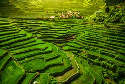 World heritage Ifugao rice terraces in Batad, northern Luzon, Philippines.