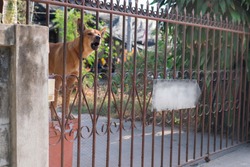 Dog barking through the fence