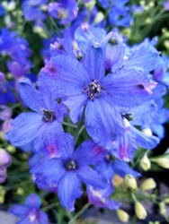 Blue Mirror Delphinium flowers, an upright perennial plant