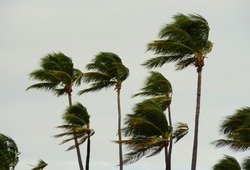 Palm trees swaying during a windy day at Fort Lauderdale Beach, Florida, U.S.A