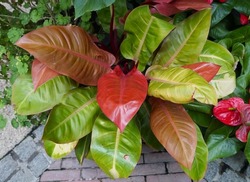 The colorful leaves of Philodendron Prince of Orange, a popular tropical plant