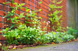 Green wall garden for urban greening