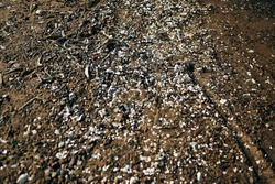 Background from small seashells. Many small seashells on the shores of the sea.