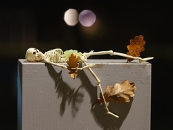 Photograph of a skeleton lies on a wooden bench at night. Skeleton toy. Yellow oak leaves stuck to it. He's going to get up. Natural dark background. Halloween concept. Close up photography. 