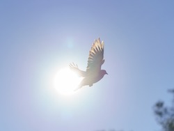 Gray Pigeon in flight over the city. Flying bird. He spread his wings wide in flight. Sunny day. Animals theme. Close up photography. Back lit