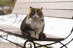 Beautiful tabby gray, white and red homeless cat on street in spring day. Cat sitting on the wooden bench, looking at camera. Closeup photography. Frontal view. Cat blinks eyes