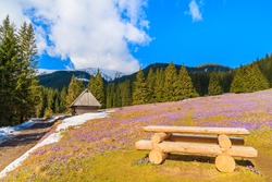 Wooden picnic table and crocuses in Chocholowska valley in spring, Tatra Mountains, Poland