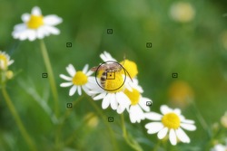 daisy flowers, focal point on camera in bee on daisy flower during the focus, blurred background
