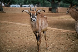 Mountain goat in Fasano apulia safari zoo Italy