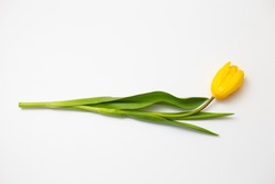 One yellow tulip lies on a white background