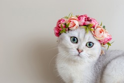 Cute white kitten wearing a crown of flowers on a gray background