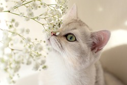 Close up portrait of beautiful white British cat, sniffing white flowers of gypsophila,