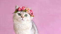 Wide banner .Beautiful white british cat wearing a crown of flowers on a pink background