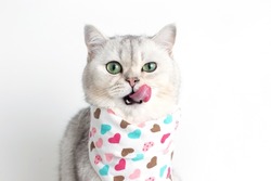 A adorable white cat, licks its muzzle with its tongue, sits on a white background with a bib in hearts.