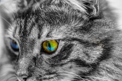 Cat close up, cute face of domestic cat. Artistic colour isolation, black and white photo of a cat with coloured eyes. 