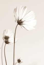 White cosmos flowers in sepia tone, vintage style..