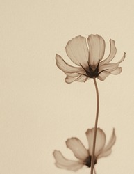 Cosmos flower in sepia tone on paper texture background, close up, vintage style.