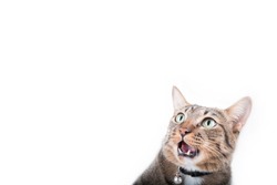 Tabby cat was shocked in white background