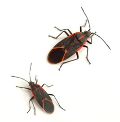 Eastern boxelder bug (Boisea trivittata)