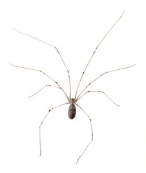 Long-bodied Cellar Spider (Pholcus phalangioides) isolated on a white background