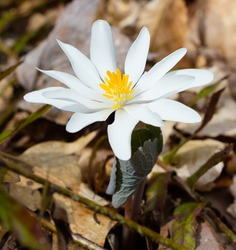 Bloodroot (Sanguinaria canadensis) blooming in March in Tennessee