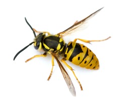 Queen Eastern Yellowjacket Wasp (Vespula maculifrons).