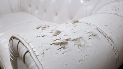 cat scratched damaged white leather sofa.