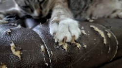 Close up cat sharp claws on scratched damaged leather sofa.
