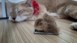 Close up pet hair brush with pet fur clump after grooming cat