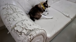 scratched damaged white leather sofa