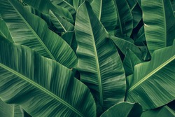 tropical banana palm leaves texture green background