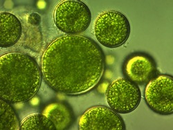 Unicellular green algae with large cells.