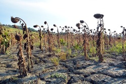 Field of cultivation of dry sunflowers due to drought.