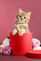 Cute British kitten in a red gift box with flowers. Gift for birthday, valentine's day, march 8. Surprise for  festive event. 