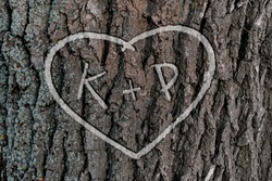 the names of people who love each other in the shape of heart carved on the tree