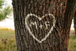 the names of peopel who love each other in the shape of heart carved on the tree