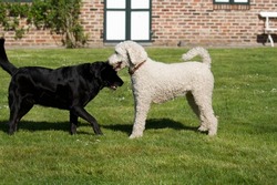 2 young dogs a black and a blond playing together with a chic country villa in the background. There is a white poodle royal dog and a black labrador retriever dog.