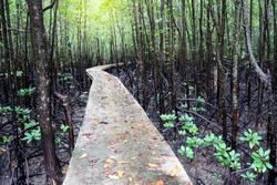 Nature environment & ecology of Mystic journey Pathway at beautiful mangrove forest in tropical summer morning sunlight & sun ray, ecotourism natural path way, copy space                             