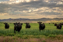 Herd of Black Angus cattle in grass field with evening sky