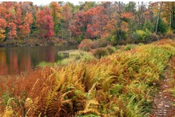 Bronze,Copper and Bronze Paint an Autumn Lake.  Destination Ricketts Glen State Park in Pennsylvania