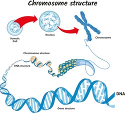 Genome in the structure of DNA. genome sequence. Telo mere is a repeating sequence of double-stranded DNA located at the ends of chromosomes Nucleotide, Phosphate, Sugar, and bases. education vector