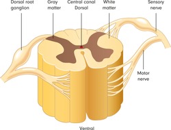 Diagram of a cross-section through the spinal cord