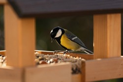 A great tit eating at a birdhouse in winter. Funny and cute close-up of a bird. Taken with the EOS R6 at 300mm.