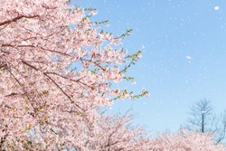 a flurry of cherry blossoms 