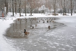 Flock of ducks playing and floating on winter ice frozen city park pond. Birds in winter gulls, ducks swim in a partly frozen lake