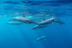 Spinner Dolphins Mauritius Indian Ocean Summer Stenella longirostris